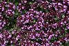 <em>Thymus praecox subsp polytrichus</em>